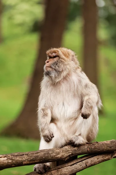 Retrato de macaco adulto no parque natural tropical. Macaco atrevido na área da floresta natural. Cena de vida selvagem com animal de perigo. Macaca mulatta copyspace . — Fotografia de Stock