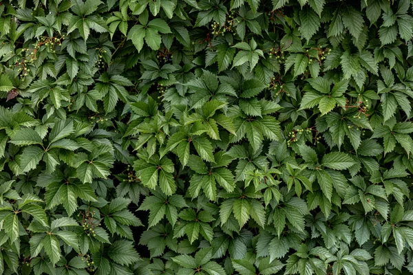 Green of leaves bush background. background for screensaver — Stock Photo, Image