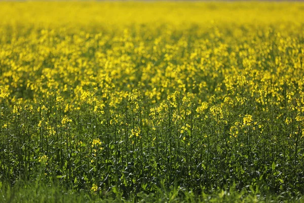 Um campo com flores amarelas — Fotografia de Stock