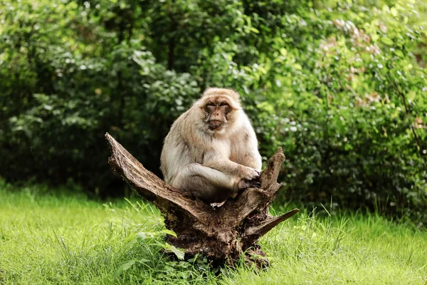 Porträtt av vuxen makak i tropisk naturpark. Kaxig apa i det naturliga skogsområdet. Djurliv scen med fara djur. Selektiv inriktning — Stockfoto