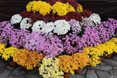 chrysanthemum in many colors. They have different colors. Nature Autumn Floral background. Chrysanthemums blossom season. Many Chrysanthemum flowers growing in pots for sale in florist's shop
