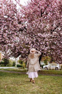 Beautiful woman stands with her back near the sakura trees. Woman in hat, dress and stylish coat. Pink flowers blooming in Uzhhorod, Ukraine. Blossom around. Spring time concept