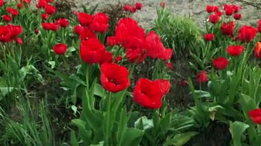 red tulips flowers blooming in a garden. Red tulips planted in garden. Springtime garden. Colorful tulips in flower bed. Beautiful spring flower tulips in garden