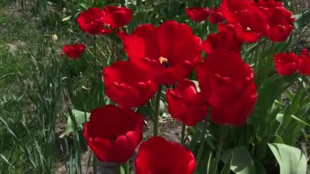 fleurs de tulipes rouges fleurissant dans un jardin. Des tulipes rouges plantées dans le jardin. Jardin printanier. Tulipes colorées dans le lit de fleurs. Belles tulipes de fleurs printanières dans le jardin 