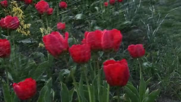 Regar Tulipas Vermelhas Jardim Dia Primavera Cena Parque Primavera Com — Vídeo de Stock