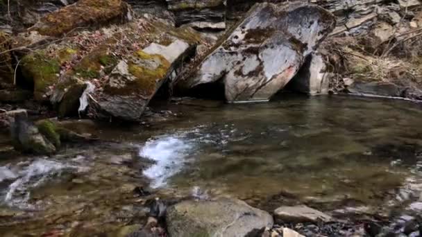 Río Montaña Que Fluye Cerca Del Bosque Verde Viajar Cárpatos — Vídeos de Stock