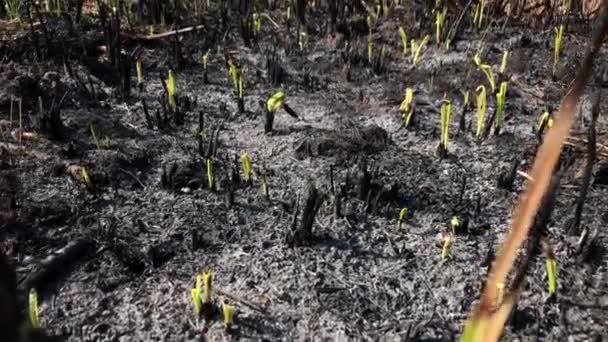 Los Verdes Los Cepillos Hierba Crecen Después Del Fuego — Vídeo de stock