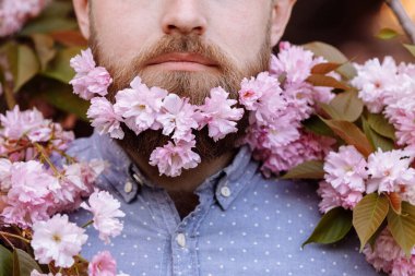 croped photo of hipster Man and blooming pink cherry or sakura flowers in a beard. pink Flowers in a beard against the background of a spring landscape of sakura flowering trees