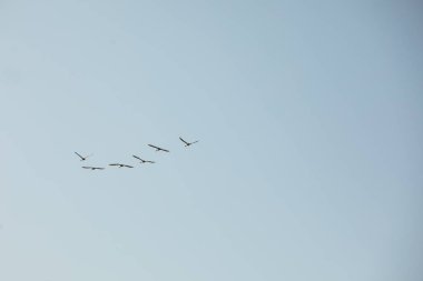 Group of Storks Flying on blue Sky background. the wild birds fly away to hibernate in the warm land