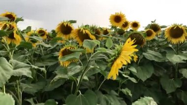 Çiçekler inanışı gökyüzüne karşı ayçiçeği. Ayçiçeği rüzgarda sallar. Close. Yaz aylarında ayçiçeği ile güzel alanlar.