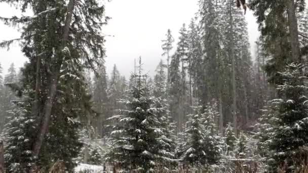 Nieve cayendo en el bosque invernal con árboles cubiertos de nieve — Vídeos de Stock