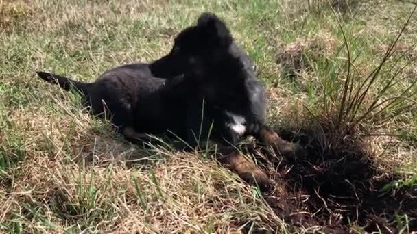 Den lilla svarta hunden gräver marken. valp letar efter ett ben i ett fält. — Stockvideo