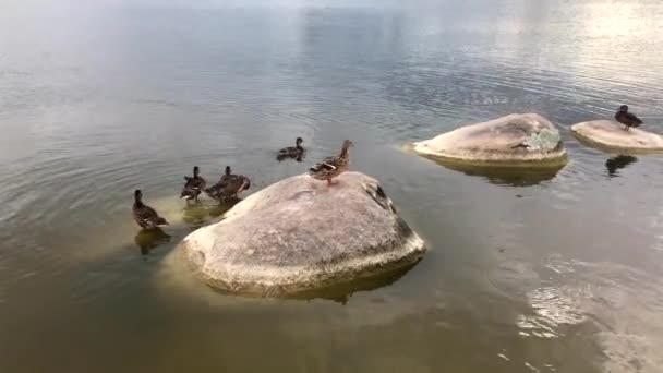 Patos junto al lago limpiará el plumaje y tomar un baño en un día de verano — Vídeo de stock
