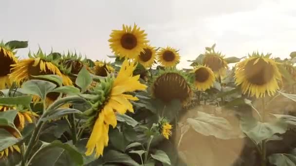 Veld van bloemen zonnebloem tegen de hemel. Zonnebloem wuivende in de wind. Prachtige velden met zonnebloemen in de zomer. — Stockvideo