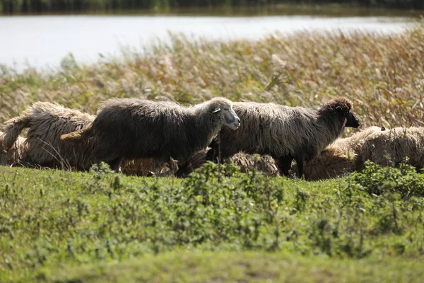 Flock of sheep grazing on green grass in field near lake — Stock Photo, Image