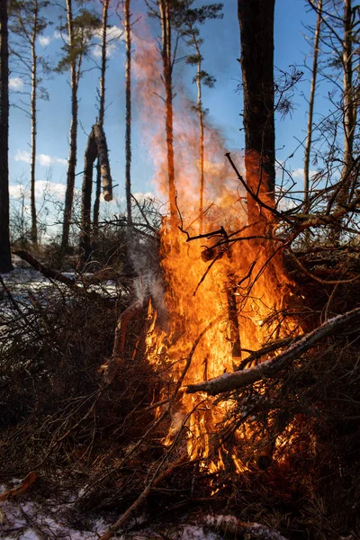 Stora brasor eller lägereld brinner i vinterskogen på solig dag. Eld i naturen. — Stockfoto