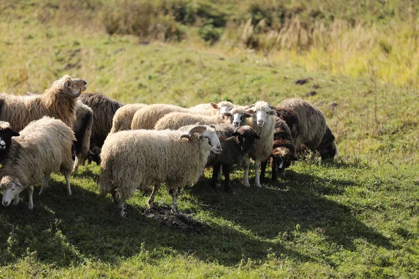 A flock of sheep grazing on green grass in the field — Stock Photo, Image