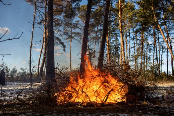 Stora brasor eller lägereld brinner i vinterskogen på solig dag. Eld i naturen. — Stockfoto