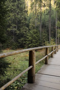 Yeşil ormanda çitleri olan turist ahşap köprüsü