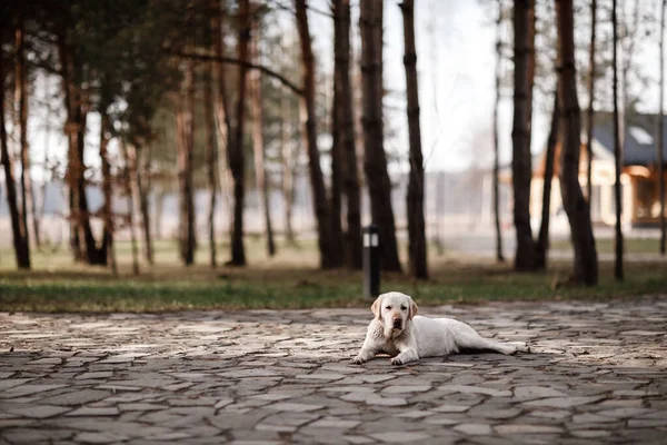 Lonely Labrador Retriever Bersantai Luar Ruangan Taman Fokus Selektif — Stok Foto