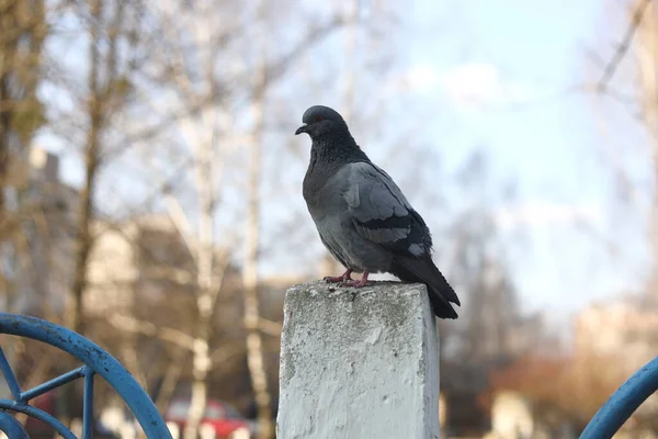 Perto Pomba Pombo Está Cima Uma Cerca Concreto Cidade Com — Fotografia de Stock