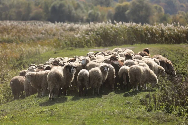 A herd of rams graze outside in the grass in the meadow. selective focus. — Stock Photo, Image