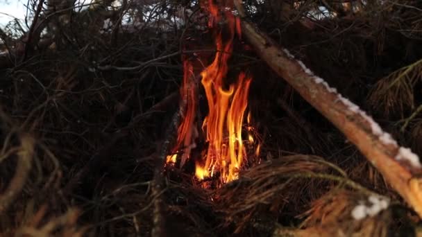 Un feu ardent. Le feu brûle dans la forêt. Feu de joie pour cuisiner dans la forêt. Brûler des branches sèches. Incendie touristique dans la forêt. Texture des branches brûlantes . — Video