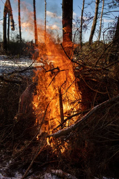 燃烧的火 篝火在森林中燃烧 燃烧的火焰的纹理 在森林里做饭的篝火燃烧树枝的结构 — 图库照片