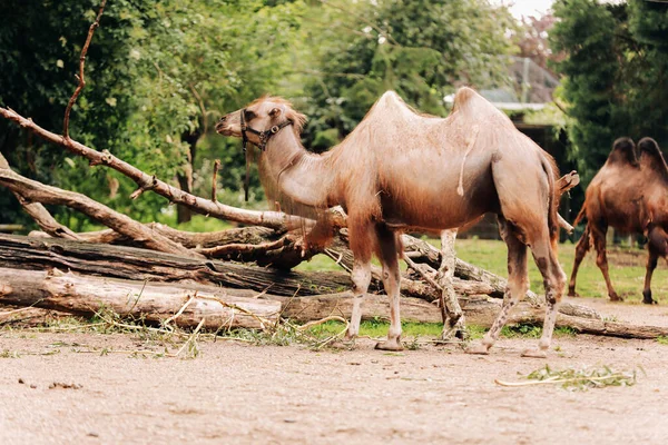Dwugarbaty Wielbłąd Parku Miejskim Wielbłądy Spacerujące Parku Ukierunkowanie Selektywne — Zdjęcie stockowe