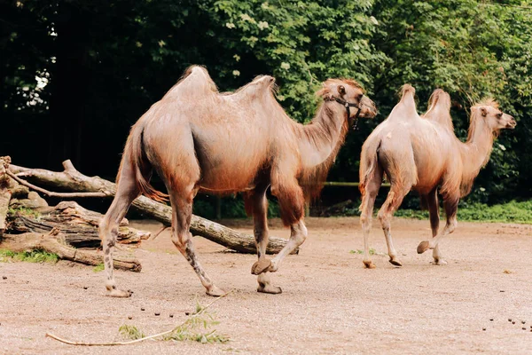 Dois Camelos Parque Cidade Camelos Caminhar Parque Foco Seletivo — Fotografia de Stock