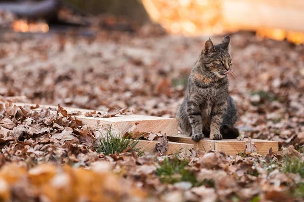 秋の紅葉の公園の猫のクリック — ストック写真