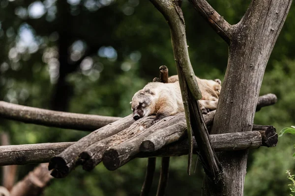 cute exotic animal resting on wooden bars in the natural park. natural background. selective focus.