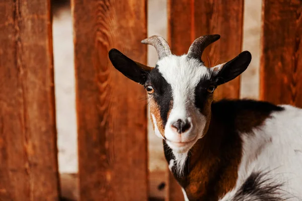 Kozę Portret Kozy Farmie Wsi Piękna Koza Pozująca — Zdjęcie stockowe