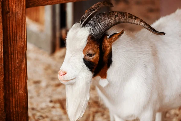 Goat Portrait Goat Farm Village Beautiful Goat Posing — Stock Photo, Image