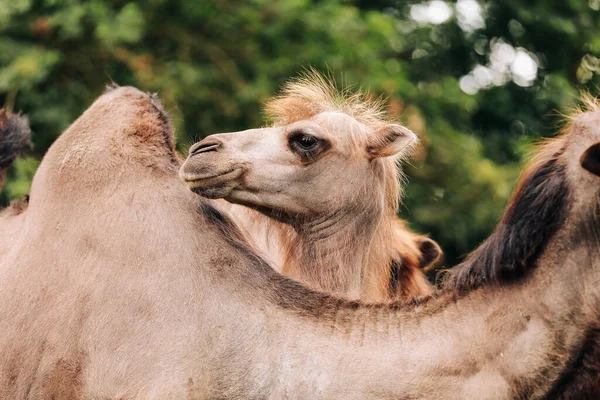 Cammelli Due Gobbe Passeggiate Nel Verde Del Parco Estate Cammelli — Foto Stock