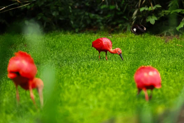 緑の自然草の背景にある赤イビス 緋色のイビスエウドキムスのゴムが緑の草の中の食べ物を探しています 緑の背景に芝生の上の地面に赤い熱帯鳥 選択的焦点 — ストック写真