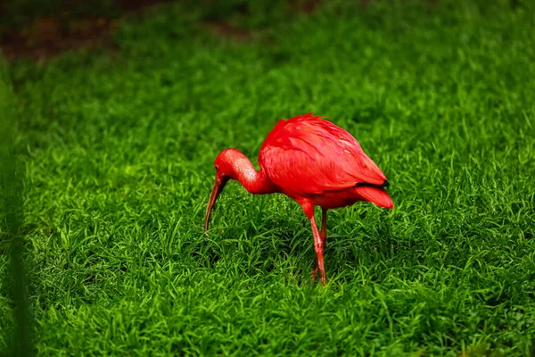 Czerwony Ibis Zielonym Tle Trawy Naturalnej Szkarłat Ibis Eudocimus Ruber — Zdjęcie stockowe