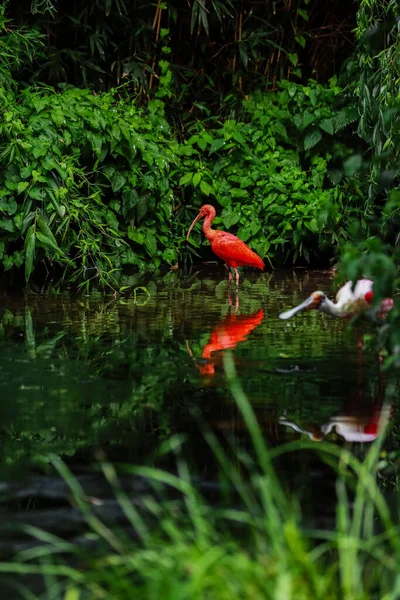 Flamencos Rosados Cazando Estanque Oasis Verde Entorno Urbano Flamenco — Foto de Stock