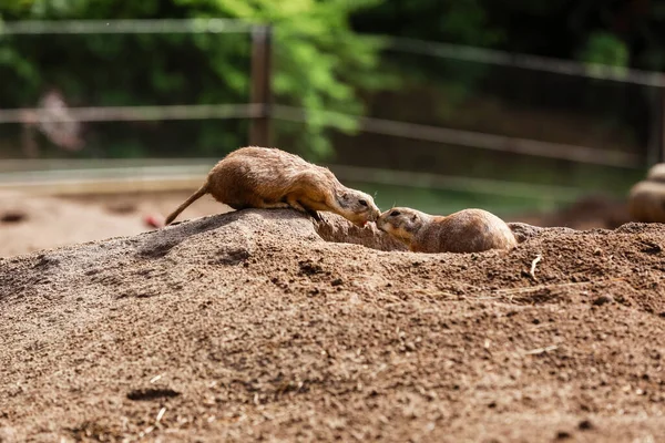 Dois Lindos Gophers Castanhos Estão Beijando Hamster Zoológico Feche Focinho — Fotografia de Stock