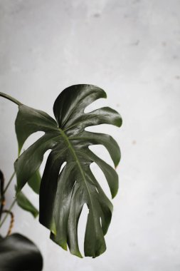 Canavarın koyu yeşil yaprakları ya da bölünmüş yapraklı filodendron, Monstera deliciosa, beyaz arka planda yabanda yetişen tropikal yaprak bitkisi. seçici odak