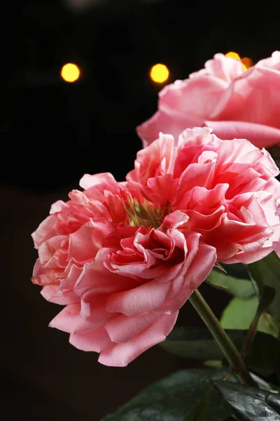 big rose on green dark background. Nature outdoor macro autumn photo. pink roses close up. selctive focus.