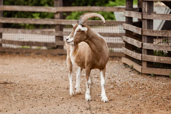 Beautiful Mountain Goat Mountain Ram Portrait Mountain Goat Big Horns — Stock Photo, Image