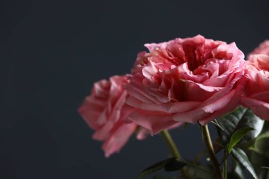 Pembe gül siyah üzerine izole edilmiş ve sağında kopya alanı var. Yeşil arka planda büyük bir gül. makro fotoğraf. seçici odak.