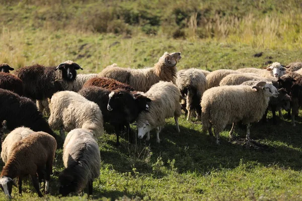 Flock Sheep Green Meadow Curiously Looking Camera Flock Sheep Field — Stock Photo, Image