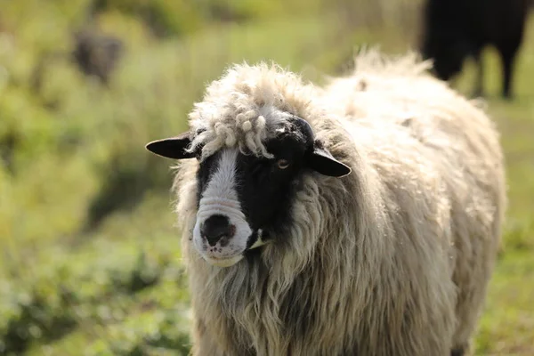 Portrait Spring Lamb Free Range Farming Sustainable Farming Lamb Field — Stock Photo, Image