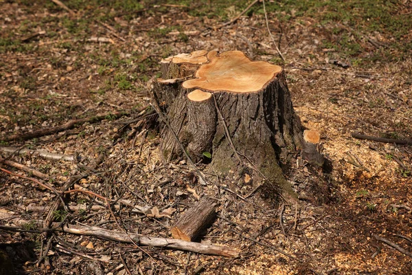 Baumstumpf Von Einem Gefällten Baum Ausbeutung Der Kiefernwälder Einem Sonnigen — Stockfoto