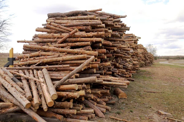 森の中で伐採された松の木のログのスタック 木材伐採 産業破壊 森林が消え 違法伐採が行われています 選択的焦点 — ストック写真