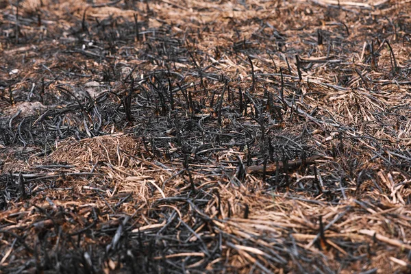 Skutki Pożaru Trawy Glebach Zwęglona Trawa Wiosennym Pożarze Czarny Powierzchnia — Zdjęcie stockowe