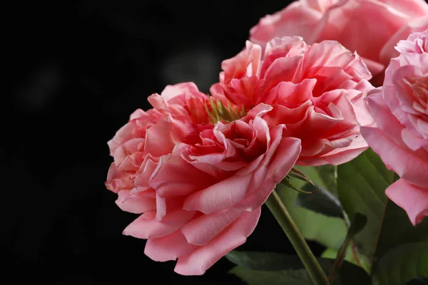 Розовая Роза Размытом Темно Зеленом Фоне Селективный Фокус — стоковое фото