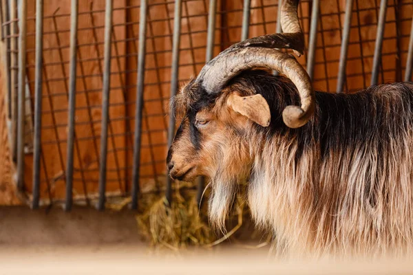Beautiful Mountain Goat Mountain Ram Portrait Mountain Goat Big Horns — Stock Photo, Image